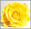 Flor flamenca amarilla